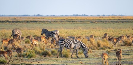 Impalas and steppe zebras (Equus quagga), atmospheric lighting, Ihaha, Chobe National Park National