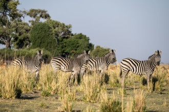 Herd of Steppe Zebras (Equus quagga), Ambient Light, Ihaha, Chobe National Park National Park,