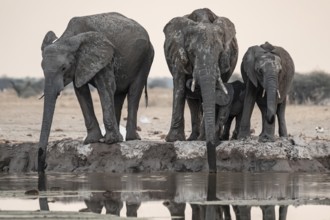 Animal family with baby elephant, African elephants (Loxodonta africana), drinking at the