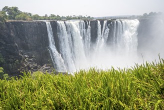 Water plunges into the depths, Victoria Falls with jungle and green plants, Zambezi, Zimbabwe