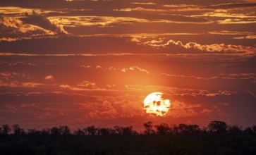 Impressive sunset over the African savanna, silhouette of the horizon with trees in front of the