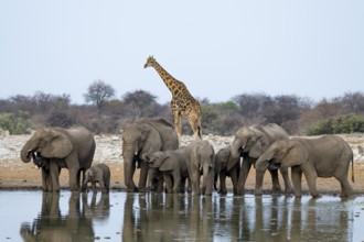 African elephant (Loxodonta africana) drinking at a watering hole, Etosha National Park, Namibia