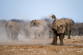 African elephant (Loxodonta africana), taking a mud bath and dusting, Etosha National Park, Namibia
