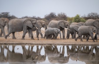 Herd of animals, animal family, African elephant (Loxodonta africana), drinking at a waterhole,