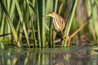 Little Bittern (Ixobrychus minutus), lurking in reeds, Race, Slovenia