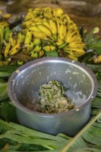 Local man, production of banana juice and banana schnapps, banana plantation, near Fort Portal,
