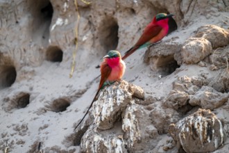 Breeding caves on the banks of the Kwando, Southern carmine bee-eater (Merops nubicoides),