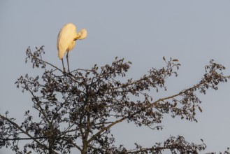 Great Egret (Ardea alba), Emsland, Lower Saxony, Germany