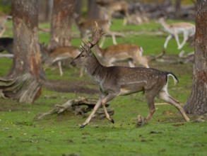 Young fallow deer running, North Rhine-Westphalia, Germany