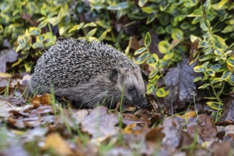 European hedgehog (Erinaceus europaeus), Emsland, Lower Saxony, Germany