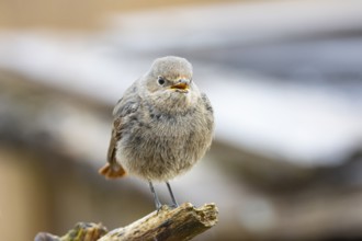 Redtail (Phoenicurus ochruros) Germany