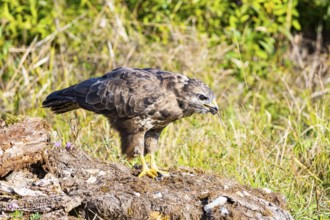 Common Buzzard (Buteo buteo) Germany