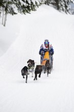 Sled dog racing, Todtmoos, Black Forest, Baden-Württemberg, Germany