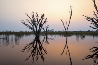 Dead trees are reflected in the river at sunset, Thamalakane River, Okavango Delta, Botswana