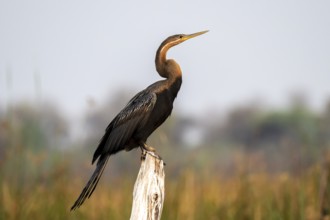 Africa snake-necked bird (Anhinga rufa) sitting on a dead tree in the river, Thamalakane River,