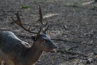 Fallow deer (Dama dama) in an outdoor enclosure in the forest, Mecklenburg-Western Pomerania,