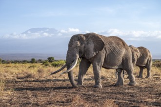 African elephant (Loxodonta africana) in picturesque landscape with the summit of Mount