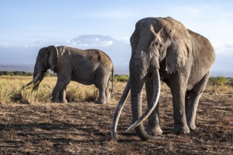 African elephant (Loxodonta africana) in picturesque landscape with the summit of Mount