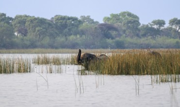 African elephant (Loxodonta africana), elephants on the riverbank between river grass, Thamalakane