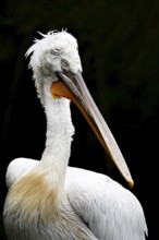 Krauskopf pelican (Pelecanus crispus), Tierwelt Herberstein, Herberstein, Styria, Austria