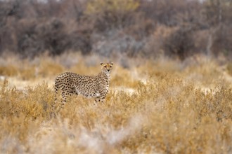 Cheetah (Acinonyx jubatus) runs in dry savanna, Etosha National Park, Namibia