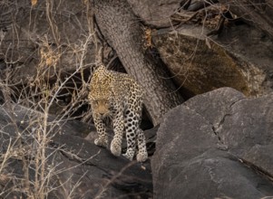 Female, leopard (Panthera pardus) in rocks, Savuti, Chobe National Park, Botswana