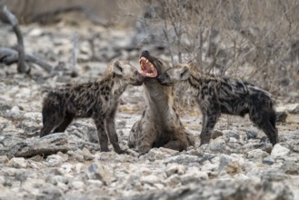 Spotted hyena or spotted hyena (Crocuta crocuta) with two young animals, Etosha National Park,