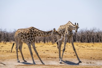 Funny, water flies through the air while drinking, Angola giraffe (Giraffa giraffa angolensis),