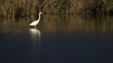 Great egret (Egretta alba) standing in shallow water, Naturquartier Grosswilfersdorf,