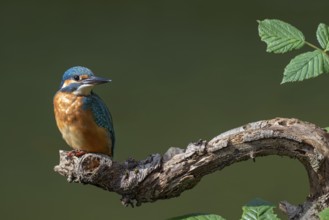 Kingfisher (Alcedo atthis) sitting on a branch, Littlewood Ranch, Limbach, Burgenland, Austria