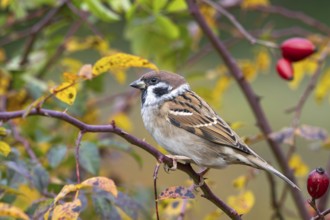 Tree sparrow (Passer montanus) sitting in a wild rose bush, Littlewood Ranch, Limbach, Burgenland,