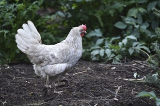 Hen, Gallus gallus domesticus, looking for food in a free-range farm, organic farming,