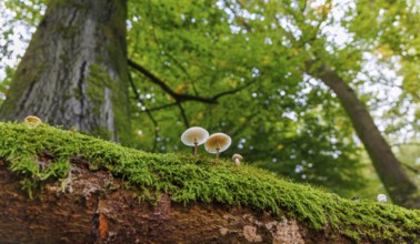 Beech slime (Mucidula mucida), Germany
