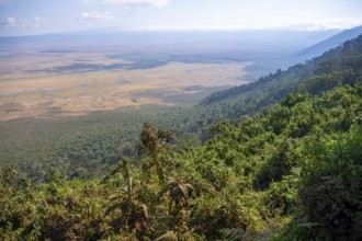 View of Ngorongoro Crater, Crater Viewpoint, Forest and Savanna Landscape, Ngorongoro Conservation