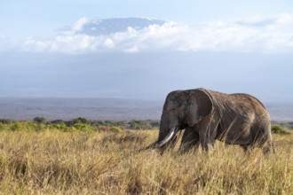 African elephant (Loxodonta africana) in picturesque landscape with the summit of Mount