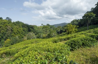 Tea plantation on hills between tropical rainforest, Amani Nature Forest Reserve, Eastern Usambara