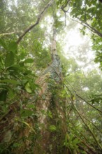 Misty tropical forest with ficus and endemic species on the way to Mount Sorrow in Daintree