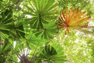 Australian fan palms in sunny rainforest on the way to Mount Sorrow in Daintree National Park