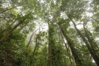Misty tropical forest with ficus and endemic species on the way to Mount Sorrow in Daintree