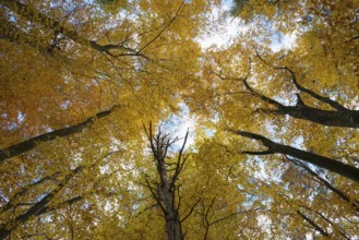 Autumn forest, view of the treetops from below, Schauinsland, Freiburg im Breisgau, Black Forest,
