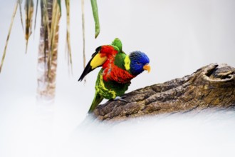Parrot, colorful, all-color lory, Trichoglossus haematodus