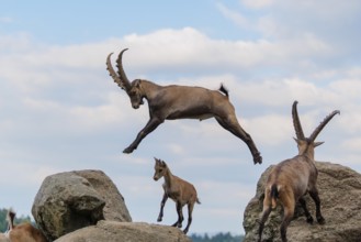 A male ibex (Capra ibex) jumps from rock to rock. A blue sky with clouds can be seen in the