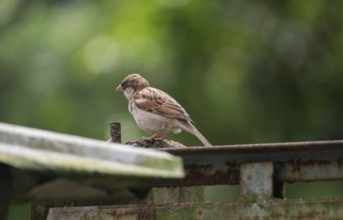A house sparrow (Passer domesticus), Gazipur, Bangladesh