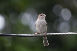House sparrow (Passer domesticus) sitting on a wire, Gazipur, Bangladesh