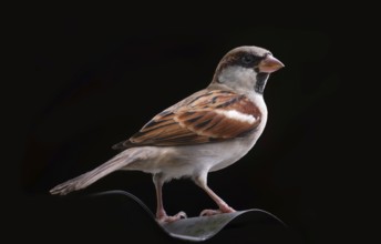 A House Sparrow (Species domesticus) on black background Gazipur, Bangladesh