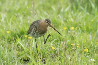 Black-tailed gown (Limosa limosa) looking for food in meadows, Lower Saxony, Germany