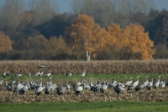Cranes (grus grus) while resting on the southward train looking for food in a harvested corn field,