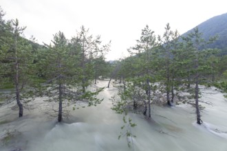 The Isar carries floods between Lake Sylvenstein and Lenggries. Trees and pines sink in the