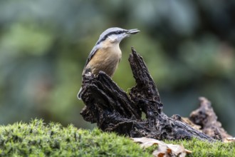 Nuthatch (Sitta europaea), Emsland, Lower Saxony, Germany