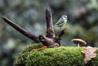Blue tit (Parus caerulea), Emsland, Lower Saxony, Germany
